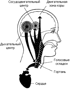 Рис. 2. Перевозбуждение дыхательного центра