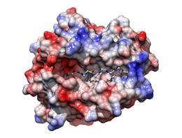 Незначительные изменения в структуре белка HLA-B обеспечивают устойчивость к ВИЧ