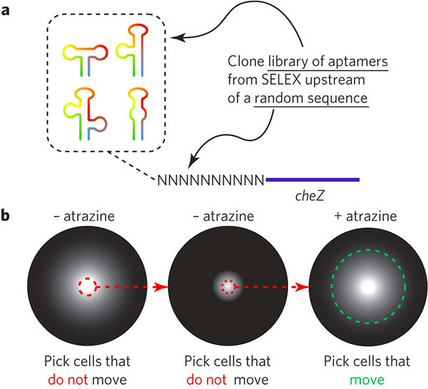 Схема получения рибопереключателя. а — с помощью методики Selex создаем библиотеку аптамеров со средним сродством к лиганду из случайных последовательностей РНК и «пришиваем» к каждому из них ген cheZ. b — трансформируем дефицитные по cheZ бактерии с помощью полученной библиотеки. Выбираем неподвижные колонии клеток на среде без атразина и подвижные на среде с атразином. Изображение из обсуждаемой статьи в Nature Chemical Biology