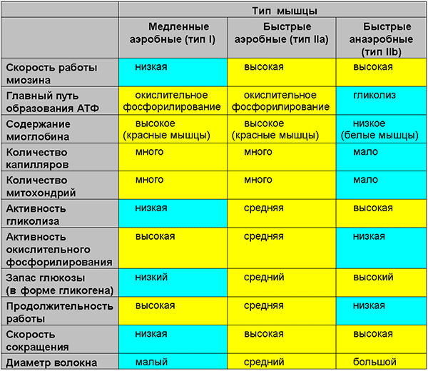 Рис. 2. Сравнение трех типов мышечных волокон скелетных мышц