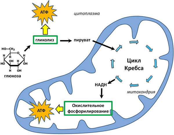 Рис. 3. Схема получения энергии клеткой. В цитоплазме молекула глюкозы превращаются в пируват в процессе гликолиза. Параллельно с этим синтезируется АТФ. Гликолиз не требует присутствия кислорода. Пируват попадает в митохондрию, где вступает в цикл Кребса. Основным продуктом этого цикла является НАДН (читается «над-аш»). НАДН вступает в процесс окислительного фосфорилирования, который протекает во внутренней мембране митохондрии. В результате синтезируется АТФ, причем в гораздо большем количестве, чем при гликолизе