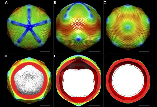  Реконструкция капсида мимивируса на основе анализа электронной микроскопии. Изображение: Xiao C, Kuznetsov YG, Sun S, Hafenstein SL, Kostyuchenko VA, et al., PLoS Biology, 2009