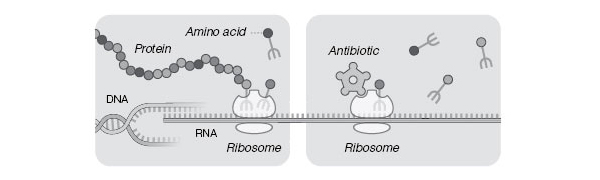 Упрощенная схема работы рибосом (слева) и ее блокирования антибиотиком (справа). На матрице ДНК (DNA) синтезируется информационная РНК (RNA), к которой впоследствии присоединяются две субъединицы рибосомы (ribosome) и начинается синтез белка (protein). Каждую аминокислоту (amino acid), входящую в состав белковой цепочки, к рибосоме доставляет транспортная РНК (схематически изображенная в виде вилочки). Некоторые антибиотики способны связываться с рибосомами бактерий, останавливая синтез белка и приводя к гибели бактериальных клеток. Иллюстрация к опубликованной в New York Times статье, посвященной Нобелевской премии по химии 2009 года (с сайта www.nytimes.com)