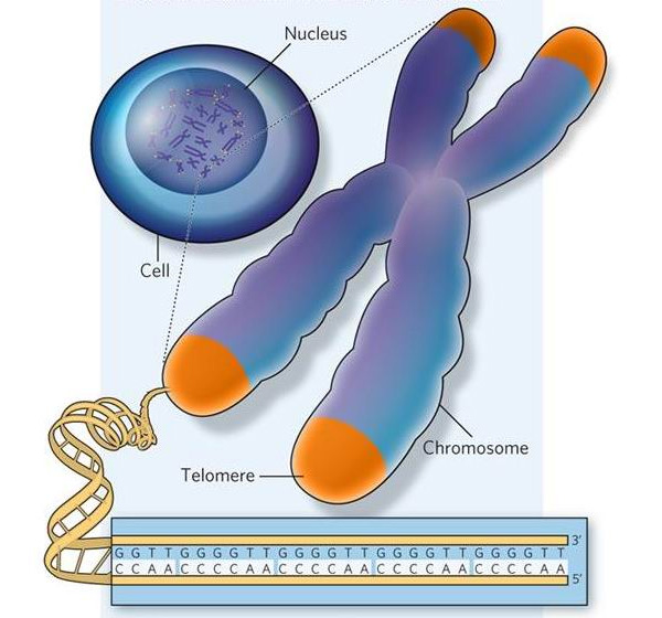 Концевой участок хромосомы — теломера (telomere). Каждая хромосома (chromosome), содержащаяся в ядре (nucleus) клетки (cell), перед делением клетки представлена двумя одинаковыми половинками — хроматидами, в основе каждой из которых лежит одна очень длинная, но компактно свернутая молекула ДНК, на каждом конце которой расположены участки из повторяющихся последовательностей. Эти концевые участки и есть теломеры. При подготовке к делению, когда хроматиды удваиваются, концы каждой хромосомы всегда укорачивались бы (механизм удвоения ДНК не позволяет их копировать), если бы фермент теломераза не наращивал на концах новые повторяющиеся последовательности. Иллюстрация с сайта журнала Nature (www.nature.com)